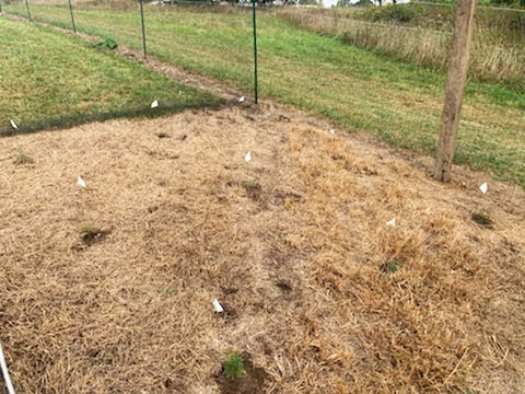 9 Trees / 5' Grid / 15' Enclosure. 9 Trees / 5' Grid / 15' Enclosure.