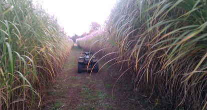 Lost in the rows...