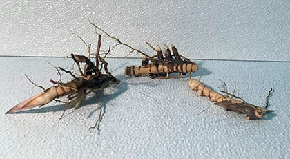 Miscanthus Rhizome