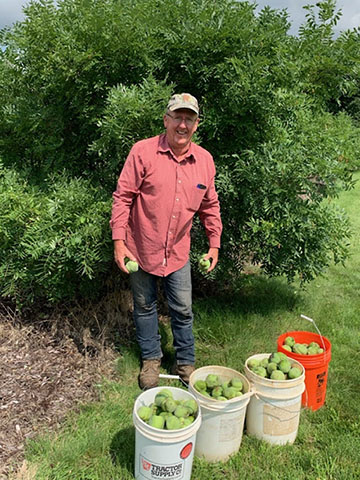 This 9 year old tree produced 20 gallons of capsules containing nuts. This 9 year old tree produced 20 gallons of capsules containing nuts.