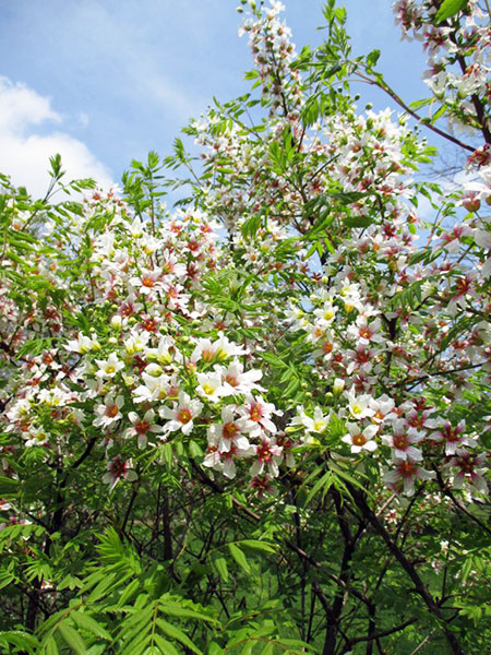 Xanthoceras Sorbifolium tree in full bloom. Xanthoceras Sorbifolium tree in full bloom.