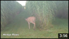 Deer Habitat