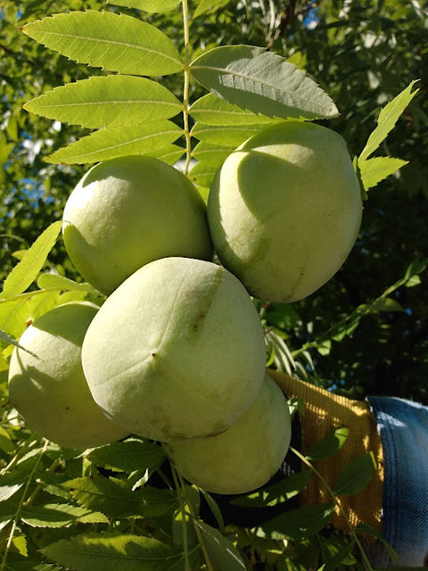 Sets of capsules produced from a tree in our orchard. Sets of capsules produced from a tree in our orchard.